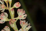 Coastal false asphodel